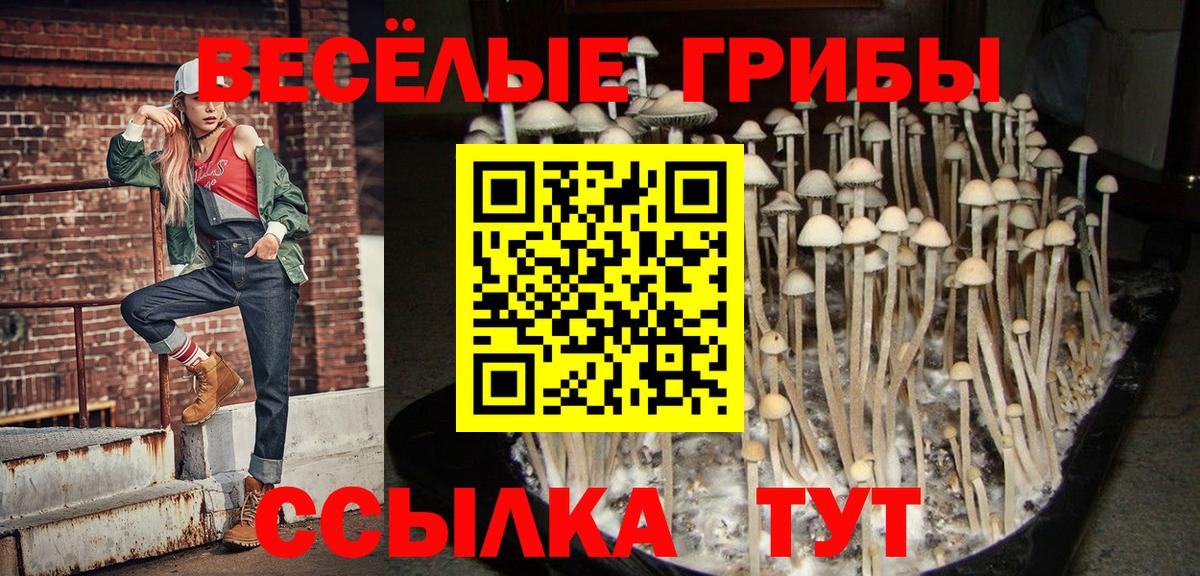 Псилоцибиновые грибы Psilocybe  Вход с VPN  Рославль 